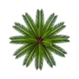 Cycad