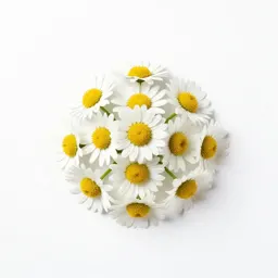 Daisy fleabane