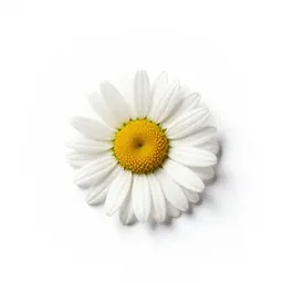Daisybush