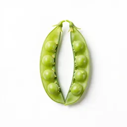 Darling pea