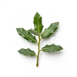 Desert holly