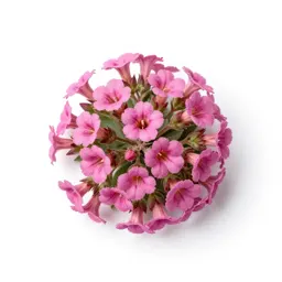 Desert sand verbena