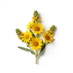 Desert sunflower