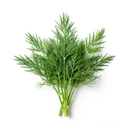 Dill