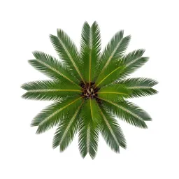 Dioon