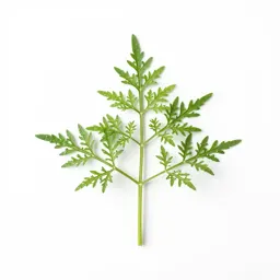 Dog fennel