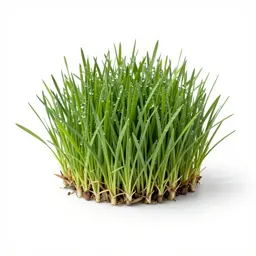 Dog grass