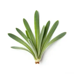 Downy brome
