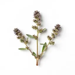 Drypis