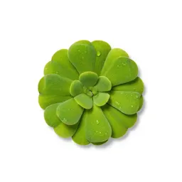 Duckweed