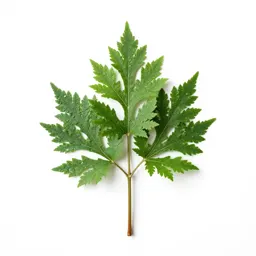 Dumb cane
