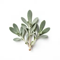 Dusty miller
