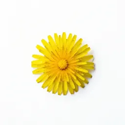 Dwarf dandelion