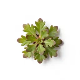 Dwarf hulsea