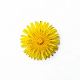 Fall dandelion