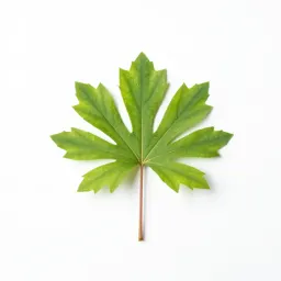 False bugbane