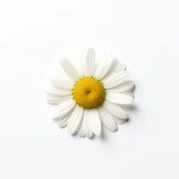 False chamomile