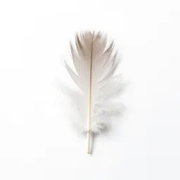 Feather reed grass
