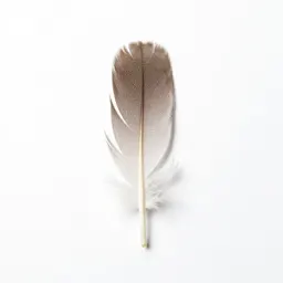 Featherfoil