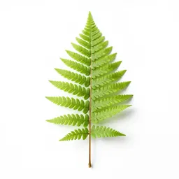 Fern ally