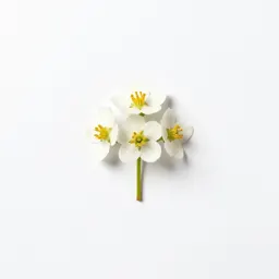 Feverfew