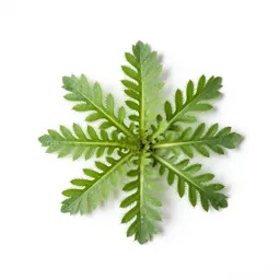 Field chickweed