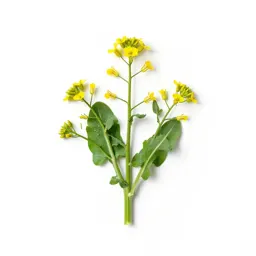Field mustard