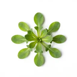 Field pennycress