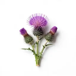 Field thistle