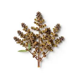 Field wormwood