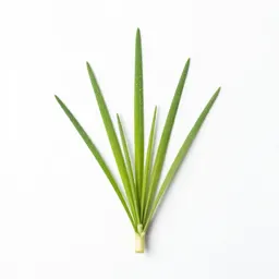 Finger grass