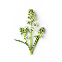 Fireweed