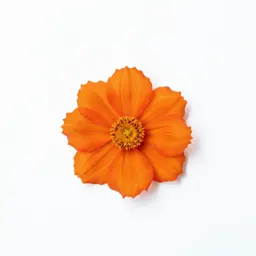 Flame flower