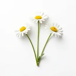 Fleabane