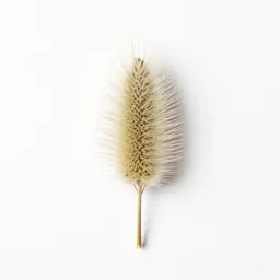 Foxtail