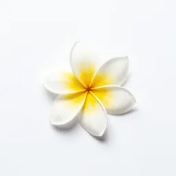 Frangipani