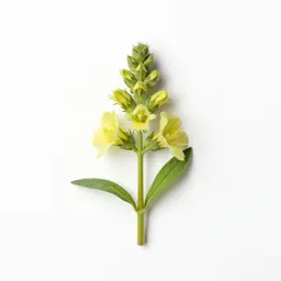 Fringed loosestrife