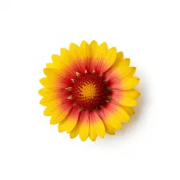 Gaillardia
