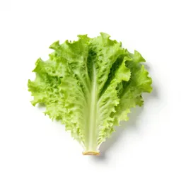 Garden lettuce