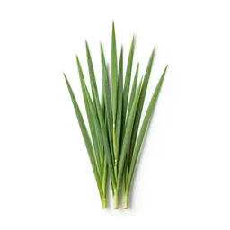 Giant reed