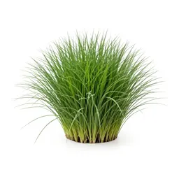 Giant ryegrass