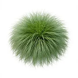 Giant star grass