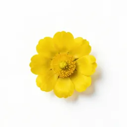 Globeflower
