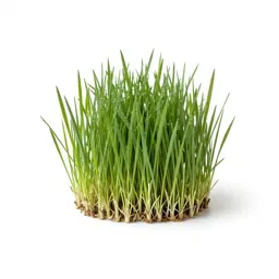 Goat grass