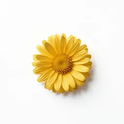 Golden aster