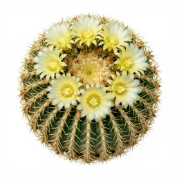 Golden barrel cactus