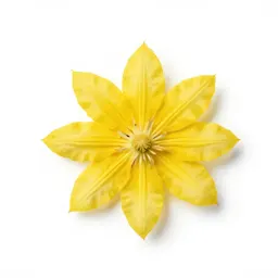 Golden clematis