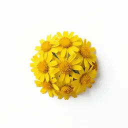 Golden groundsel