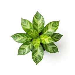 Golden pothos