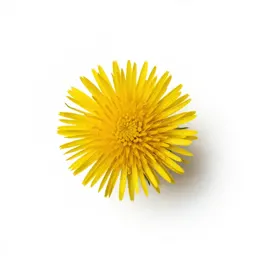 Golden thistle